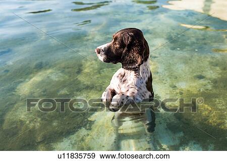 Stock Photo - Curious dog, a spaniel standing in a pool of water. Fotosearch