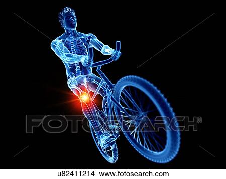 Cyclist's skeleton, illustration View Large Photo Image Picture - Cyclist's skeleton, illustration. Fotosearch