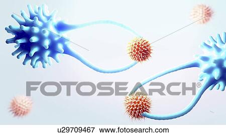 Stock Photo - Cytotoxic T cells capturing cancer cells, illustration. Fotosearch