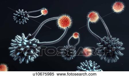 Cytotoxic T cells capturing cancer cells, illustration View Large Photo Image Stock Photography - Cytotoxic T cells capturing cancer cells, illustration. Fotosearch