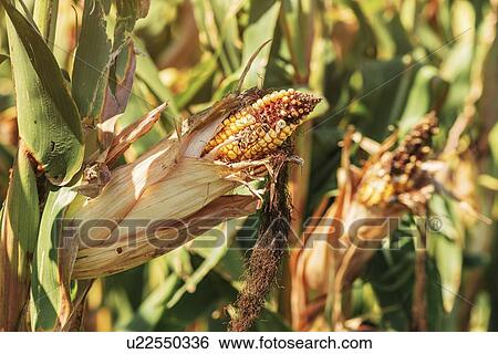 Damaged ear of corn in field View Large Photo Image Stock Photograph - Damaged ear of corn in field. Fotosearch