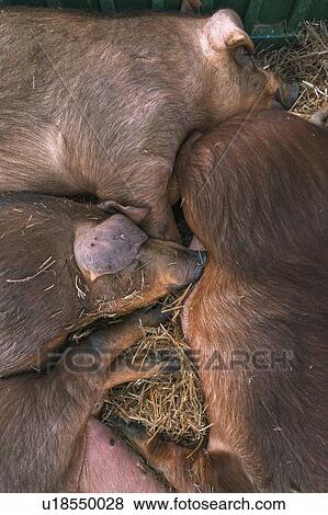Danish duroc pigs sleeping in pen View Large Photo Image Stock Photo - Danish duroc pigs sleeping in pen. Fotosearch