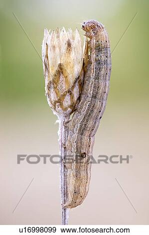 Stock Photo - Delicate moth larva. Fotosearch
