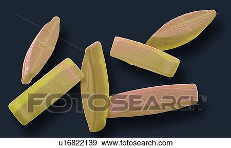 Diatoms, SEM View Large Photo Image Stock Photo - Diatoms, SEM. Fotosearch