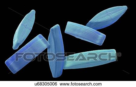 Stock Photograph - Diatoms, SEM. Fotosearch