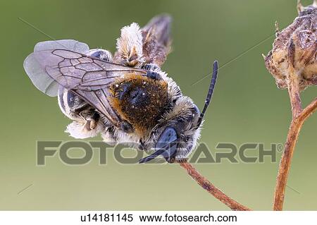 Digger bee View Large Photo Image Stock Photography - Digger bee. Fotosearch
