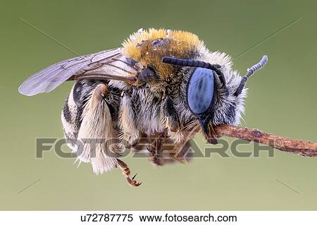 Digger bee View Large Photo Image Stock Photography - Digger bee. Fotosearch