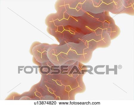 DNA strand, illustration View Large Photo Image Stock Image - DNA strand, illustration. Fotosearch