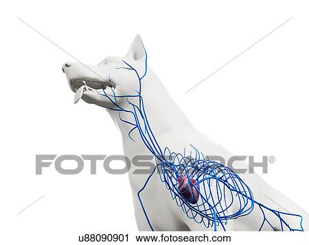 Stock Image - Dog veins, illustration. Fotosearch