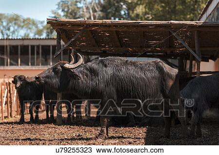 Domestic water buffalo View Large Photo Image Stock Image - Domestic water buffalo. Fotosearch