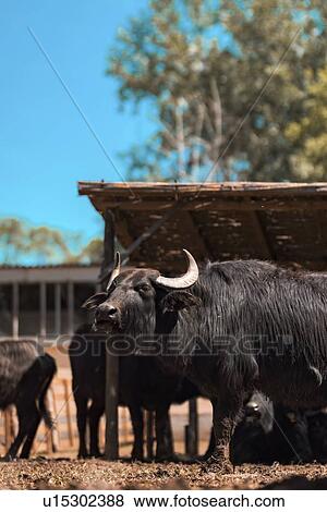 Stock Photo - Domestic water buffalo. Fotosearch