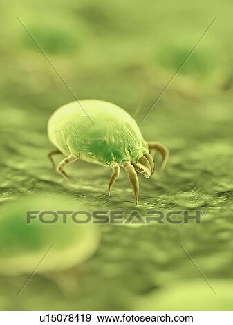 Stock Photo - Dust mites, illustration. Fotosearch