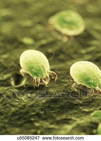 Dust mites, illustration View Large Photo Image Stock Photo - Dust mites, illustration. Fotosearch