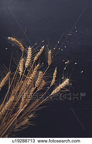 Stock Image - Ears of wheat and grains. Fotosearch