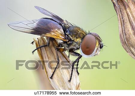 Ectophasia fly View Large Photo Image Stock Photography - Ectophasia fly. Fotosearch