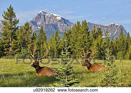 Elks at Bow Valley Parkway, Banff National Park, Rocky Mountains, Alberta, Canada View Large Photo Image Stock Image - Elks at Bow Valley Parkway, Banff National Park, Rocky Mountains, Alberta, Canada. Fotosearch