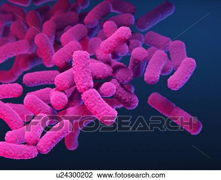 Stock Image - Enterobacteriaceae bacteria, illustration. Fotosearch