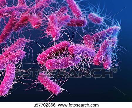 Stock Photograph - Enterobacteriaceae bacteria, illustration. Fotosearch