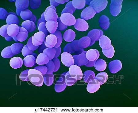 Stock Image - Enterococci bacteria, illustration. Fotosearch