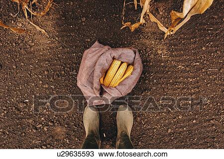 Stock Image - Farmer and harvested corn cobs in burlap sac. Fotosearch
