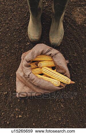 Stock Photo - Farmer and harvested corn cobs in burlap sac. Fotosearch