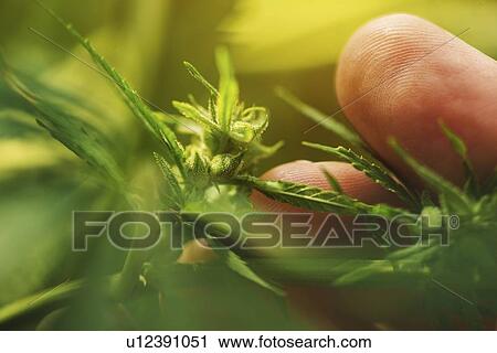 Stock Image - Farmer examining hemp male plant flowers. Fotosearch