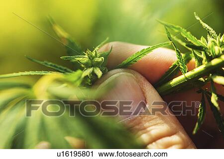 Farmer examining hemp male plant flowers View Large Photo Image Stock Image - Farmer examining hemp male plant flowers. Fotosearch