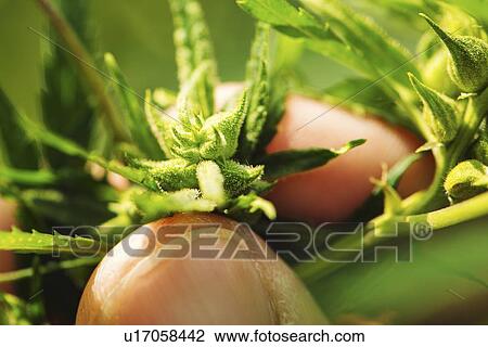 Stock Image - Farmer examining hemp male plant flowers. Fotosearch