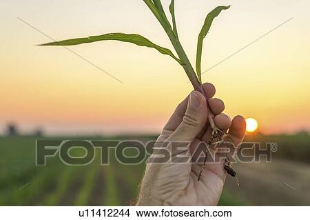 Farmer examining sorghum sprouts in field View Large Photo Image Picture - Farmer examining sorghum sprouts in field. Fotosearch