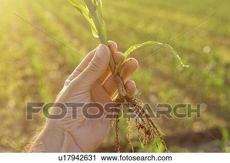Stock Image - Farmer examining sorghum sprouts in field. Fotosearch