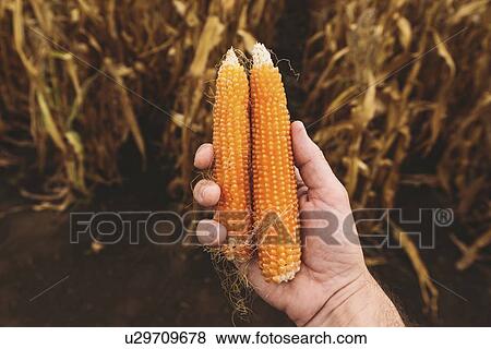 Stock Photo - Farmer holding ripe corn cobs. Fotosearch