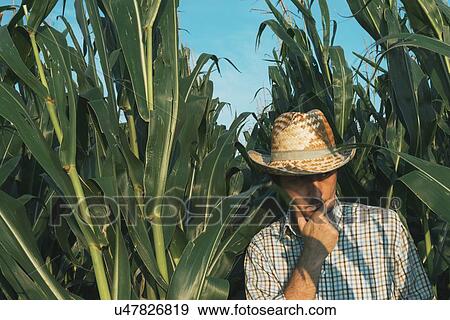 Farmer in corn field View Large Photo Image Stock Photo - Farmer in corn field. Fotosearch