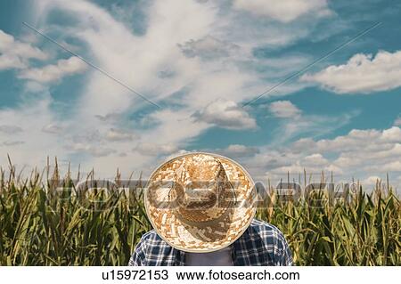 Farmer in maize field View Large Photo Image Stock Image - Farmer in maize field. Fotosearch