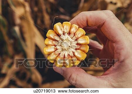 Farmer inspecting corn on the cob View Large Photo Image Stock Image - Farmer inspecting corn on the cob. Fotosearch