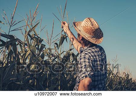Farmer inspecting corn tassel View Large Photo Image Stock Photo - Farmer inspecting corn tassel. Fotosearch