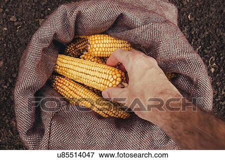 Farmer picking harvested corn cobs View Large Photo Image Stock Photo - Farmer picking harvested corn cobs. Fotosearch