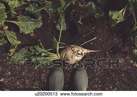 Farmer standing directly above sugar beet View Large Photo Image Stock Image - Farmer standing directly above sugar beet. Fotosearch