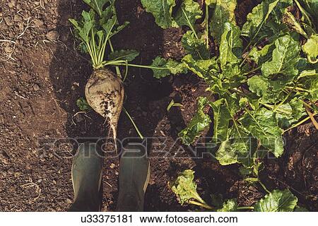 Stock Image - Farmer standing directly above sugar beet. Fotosearch