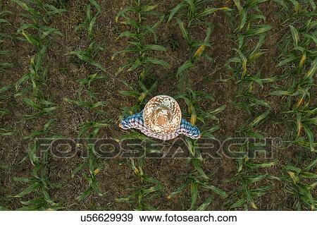 Farmer standing in sorghum field View Large Photo Image Stock Photo - Farmer standing in sorghum field. Fotosearch