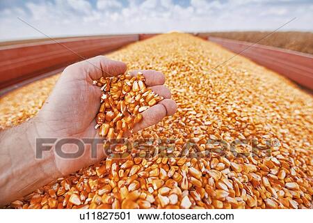 Farmer taking a handful of corn kernels View Large Photo Image Stock Image - Farmer taking a handful of corn kernels. Fotosearch