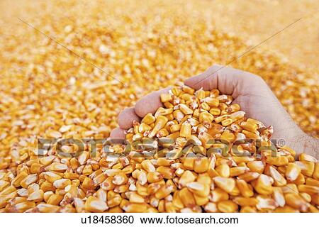 Farmer taking a handful of corn kernels View Large Photo Image Stock Image - Farmer taking a handful of corn kernels. Fotosearch