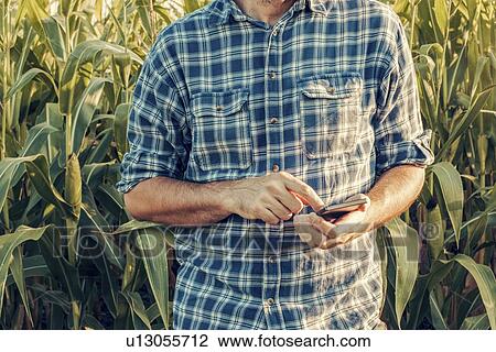 Farmer using smartphone in corn field View Large Photo Image Stock Image - Farmer using smartphone in corn field. Fotosearch