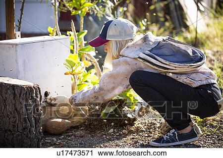 Stock Image - Female beekeeper guiding bees into beehive. Fotosearch
