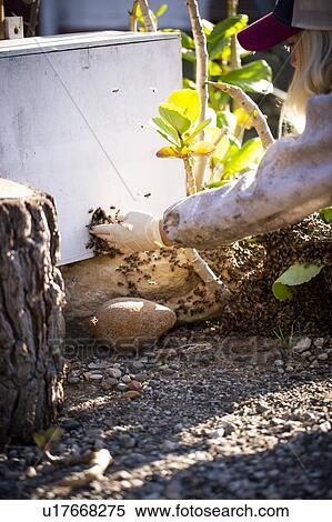 Female beekeeper guiding bees into beehive View Large Photo Image Stock Photography - Female beekeeper guiding bees into beehive. Fotosearch