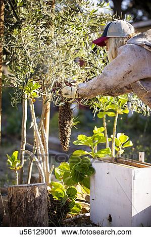 Stock Image - Female beekeeper removing swarm of bees from tree. Fotosearch