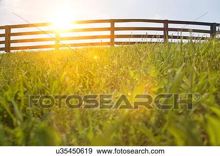Stock Photo - Fence in a grassy field in summer. Fotosearch