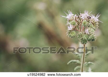 Fiddleneck (Phacelia tanacetifolia) flowers View Large Photo Image Stock Image - Fiddleneck (Phacelia tanacetifolia) flowers. Fotosearch
