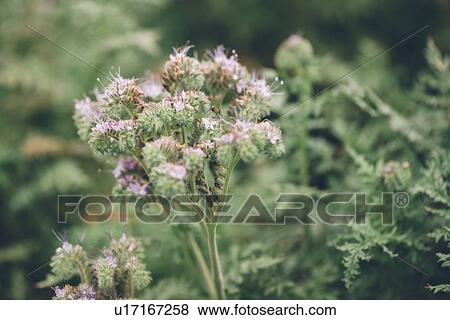 Stock Photo - Fiddleneck (Phacelia tanacetifolia) flowers. Fotosearch
