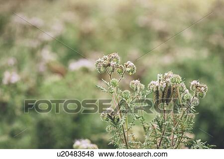 Stock Photo - Fiddleneck (Phacelia tanacetifolia) flowers. Fotosearch