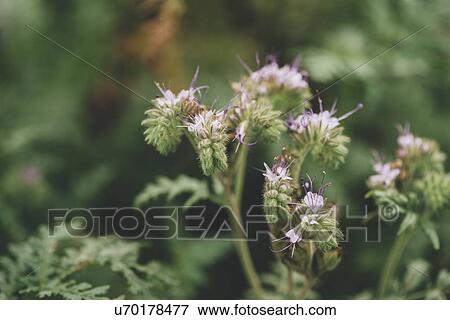 Fiddleneck (Phacelia tanacetifolia) flowers View Large Photo Image Stock Photo - Fiddleneck (Phacelia tanacetifolia) flowers. Fotosearch